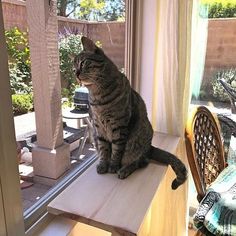 a cat sitting on top of a window sill next to a table and chair