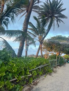 palm trees line the beach as people walk by