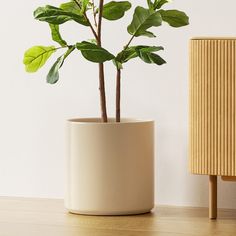 a potted plant sitting on top of a wooden table next to a white wall