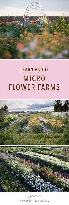 an image of a flower farm with the words learn about microflower farms on it