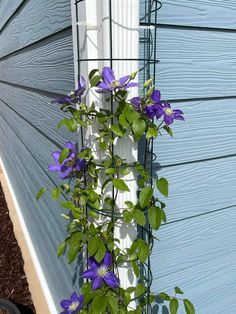 purple flowers growing on the side of a blue building next to a white window sill