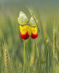 two butterflies sitting on top of a flower in the middle of some tall green grass