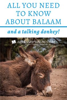 a donkey laying down with the words, all you need to know about balam and a talking donkey