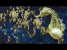 a close up of a sea horse in an aquarium