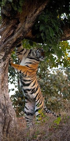 a large tiger standing on its hind legs next to a tree