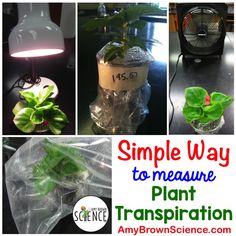 some plants that are in plastic bags and on the table with text reading simple way to measure plant transportation