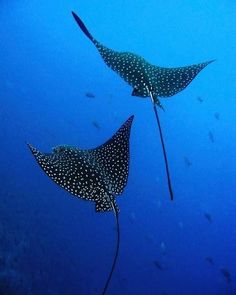 two large spotted fish swimming in the ocean