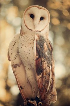 an owl sitting on top of a tree branch