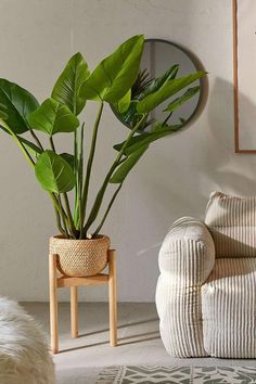 a living room with a couch, chair and potted plant