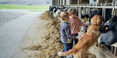 two children petting cows in an enclosed area with grass and dirt on the ground