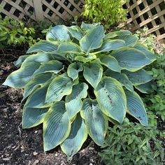 a large green plant sitting in the middle of a garden