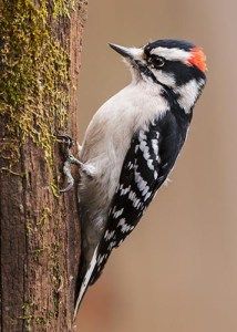 a black and white bird with an orange beak on the side of a tree trunk