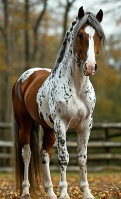 a brown and white horse standing on top of leaves