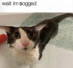 a black and white cat sitting in a bathtub next to a red toothbrush