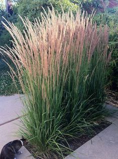 a cat is sitting on the sidewalk next to some tall grass and plants in front of it