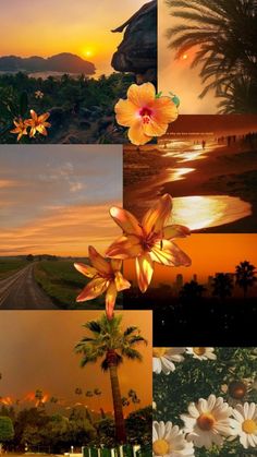 a collage of photos with flowers and palm trees in the foreground, sunset on the horizon