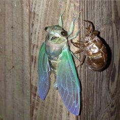 two bugs on a wooden surface with one bug looking at the other insect's head