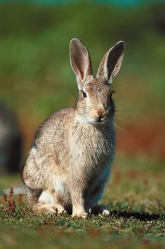 a small rabbit sitting in the grass