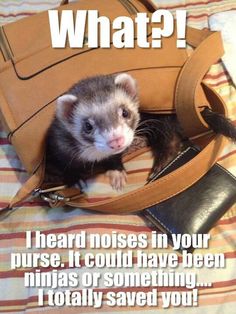 a ferret in a purse with the caption what? i heard noises in your purse it could have been ninjas or something totally saved you