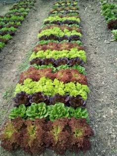 rows of lettuce growing in a garden