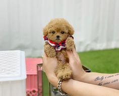 a person holding a small brown dog in their hands with tattoos on it's arms