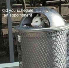 an animal in a trash can with the caption did you schedule an appointment?