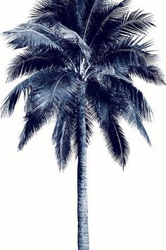 a black and white photo of a palm tree with no leaves on the top, against a white background