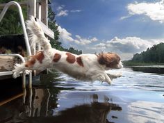 a brown and white dog jumping into the water