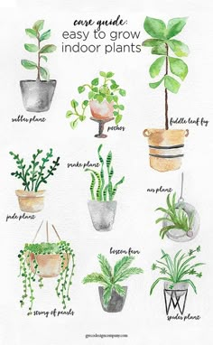 a watercolor drawing of indoor plants with the words, care guide easy to grow indoors plants