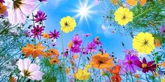 the word may surrounded by colorful flowers on a blue sky background with sunbursts