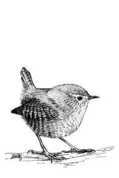 a black and white drawing of a small bird