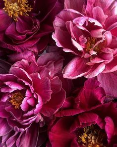 purple flowers with yellow stamens in the middle