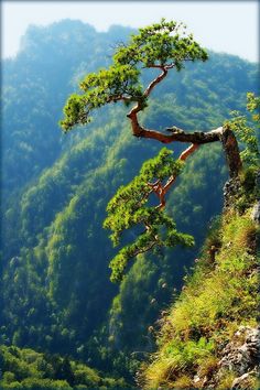 a lone pine tree on the edge of a steep cliff with mountains in the background