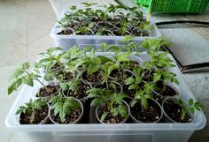 several plastic containers filled with plants and dirt