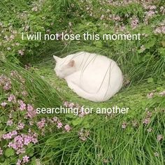 a white cat laying on top of a lush green field covered in grass and flowers