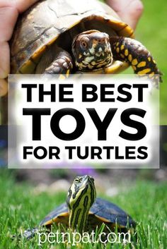 the best toys for turtles to play with and learn how to keep them safe from predators