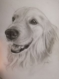 a pencil drawing of a golden retriever