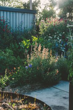 the garden is full of colorful flowers and plants