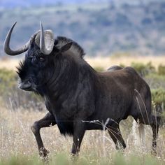 an animal with large horns is running through the grass