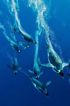 a group of penguins swimming in the blue water with bubbles coming out of their mouths