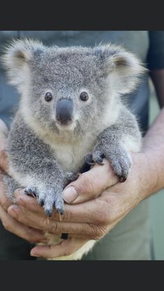 a small koala sitting on top of someone's hands in front of him