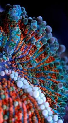 an image of colorful corals in the ocean with blue, orange and white colors