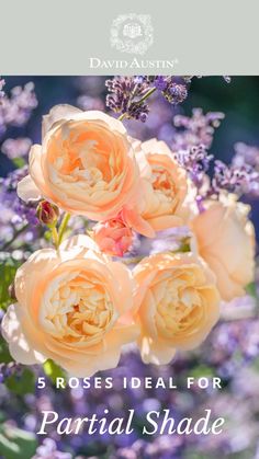 flowers with the words 5 roses ideal for partial shade in front of purple and white background