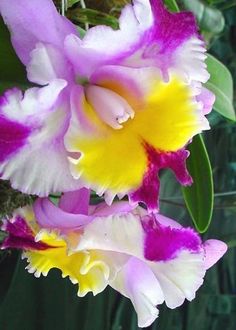 purple and yellow flowers with green leaves in the background