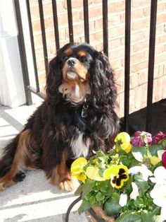 a dog is sitting next to a potted plant with flowers in front of it