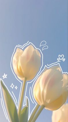 two white tulips are in front of a blue sky