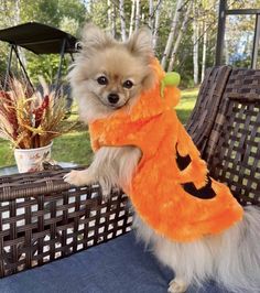 a small dog dressed up like a pumpkin sitting on a wicker chair with a scarf around it's neck