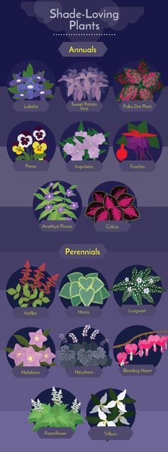 the different types of plants and their names