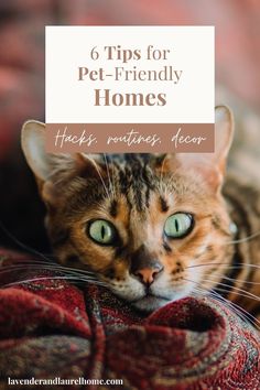 a cat laying on top of a blanket with the words 6 tips for pet - friendly homes