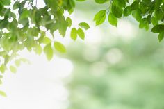 green leaves are hanging from the branches of trees in front of a blurry background